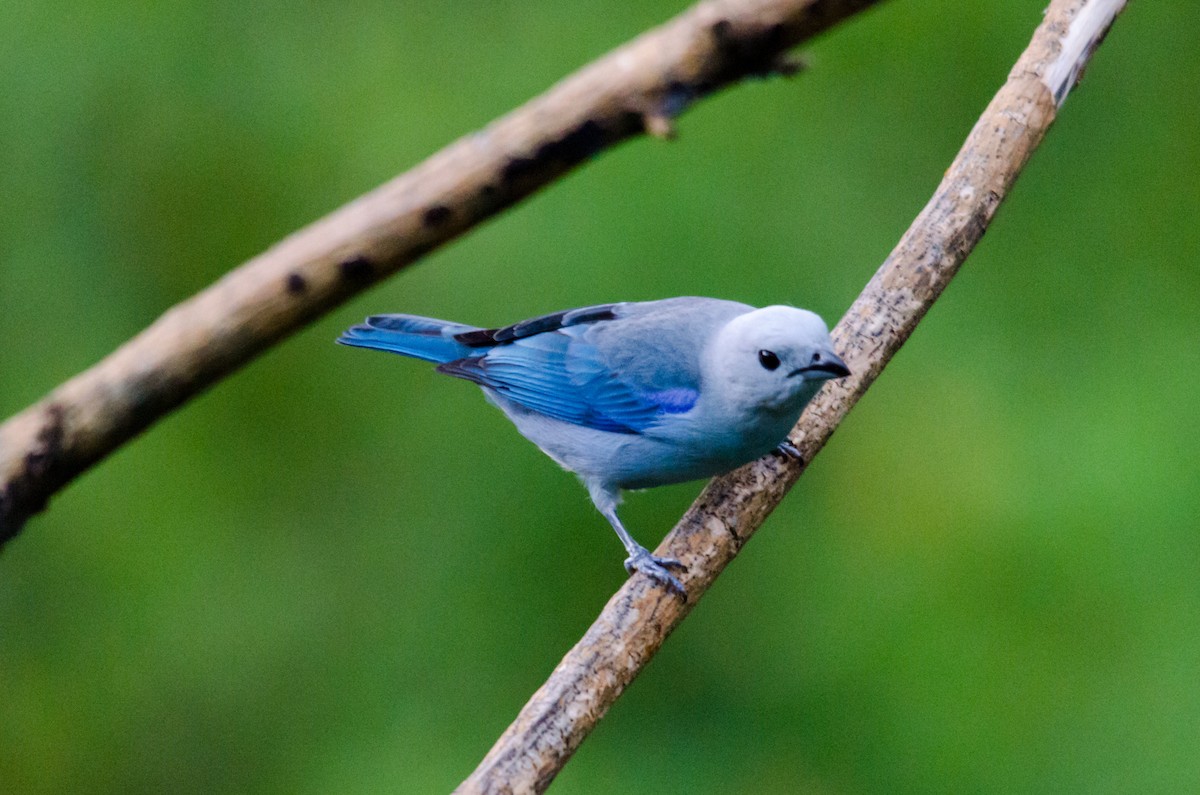 Blue-gray Tanager - ML278899711