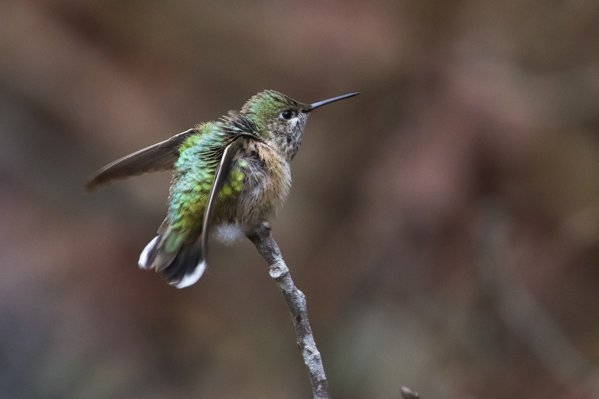 eBird Checklist 27 Oct 2020 stakeout Calliope Hummingbird, Purple