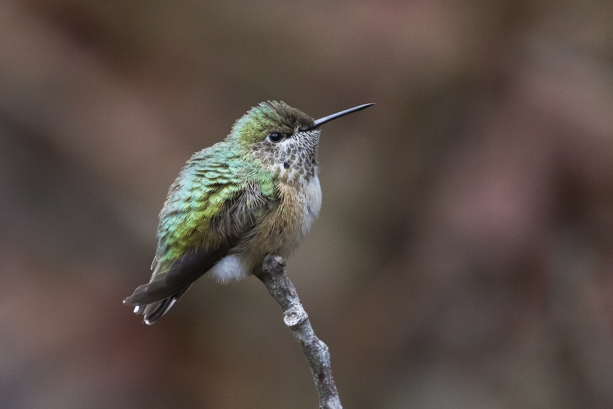 Calliope Hummingbird - Martina Nordstrand