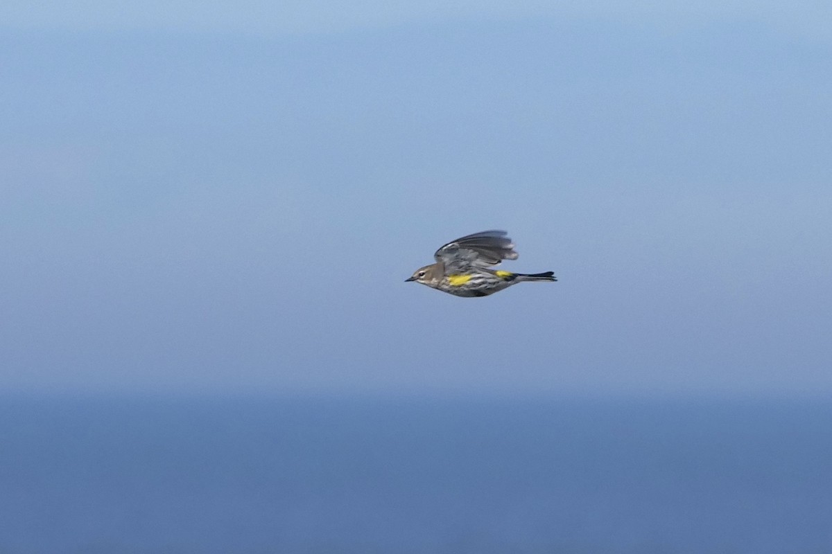 Yellow-rumped Warbler (Myrtle) - ML278901061
