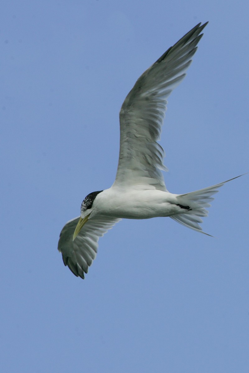 Great Crested Tern - Simon Colenutt