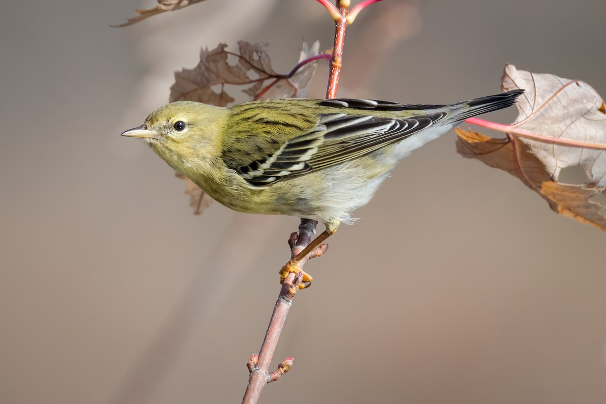 Blackpoll Warbler - Andy Wilson