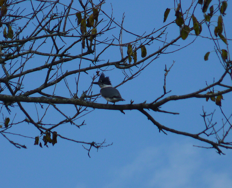 Belted Kingfisher - ML278911491