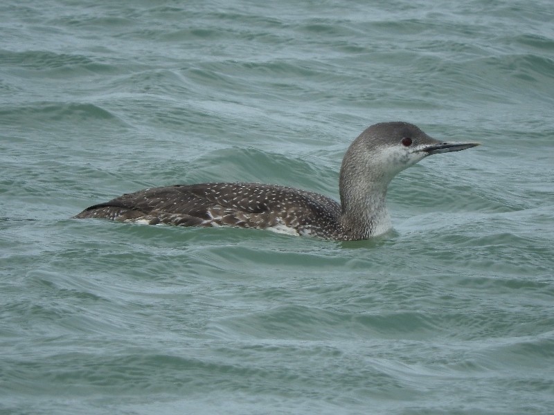 Red-throated Loon - Douglas Flagg