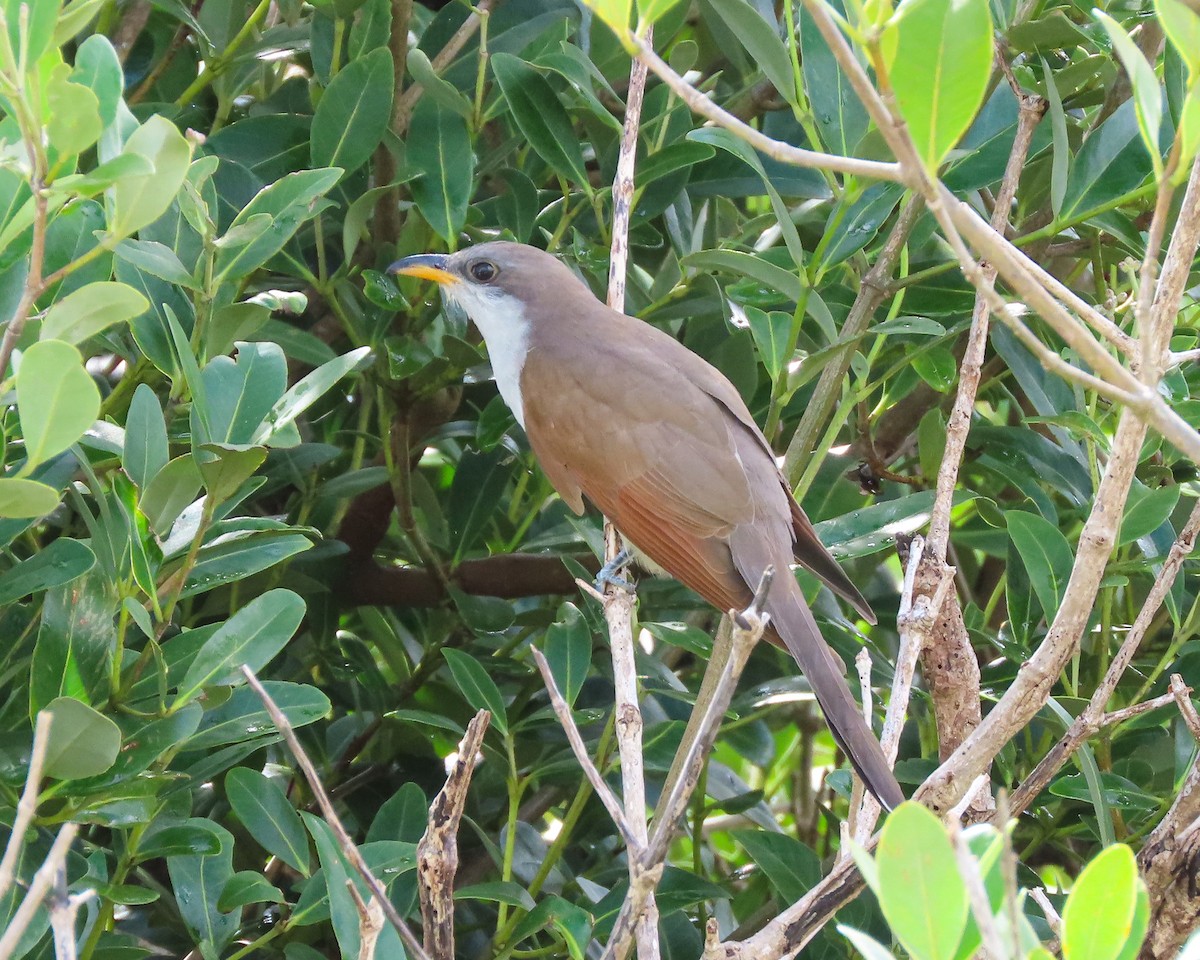 Yellow-billed Cuckoo - Betsy McCully