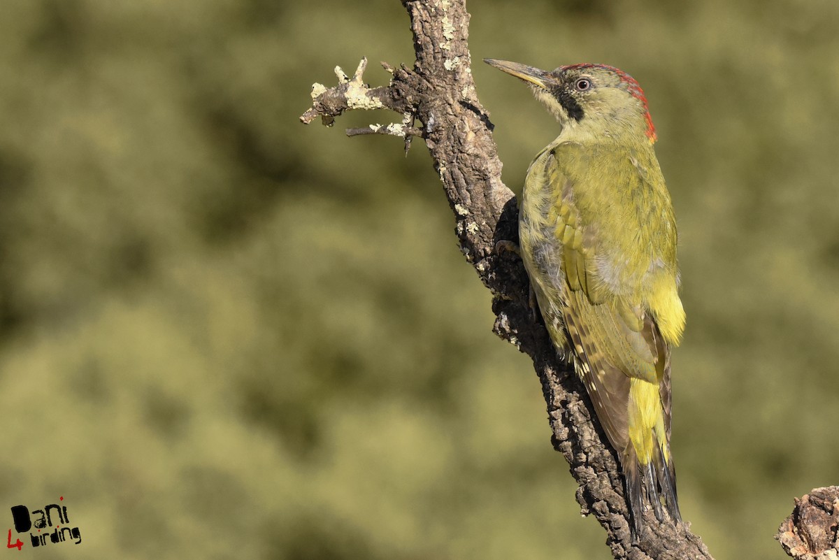 Iberian Green Woodpecker - ML278920231