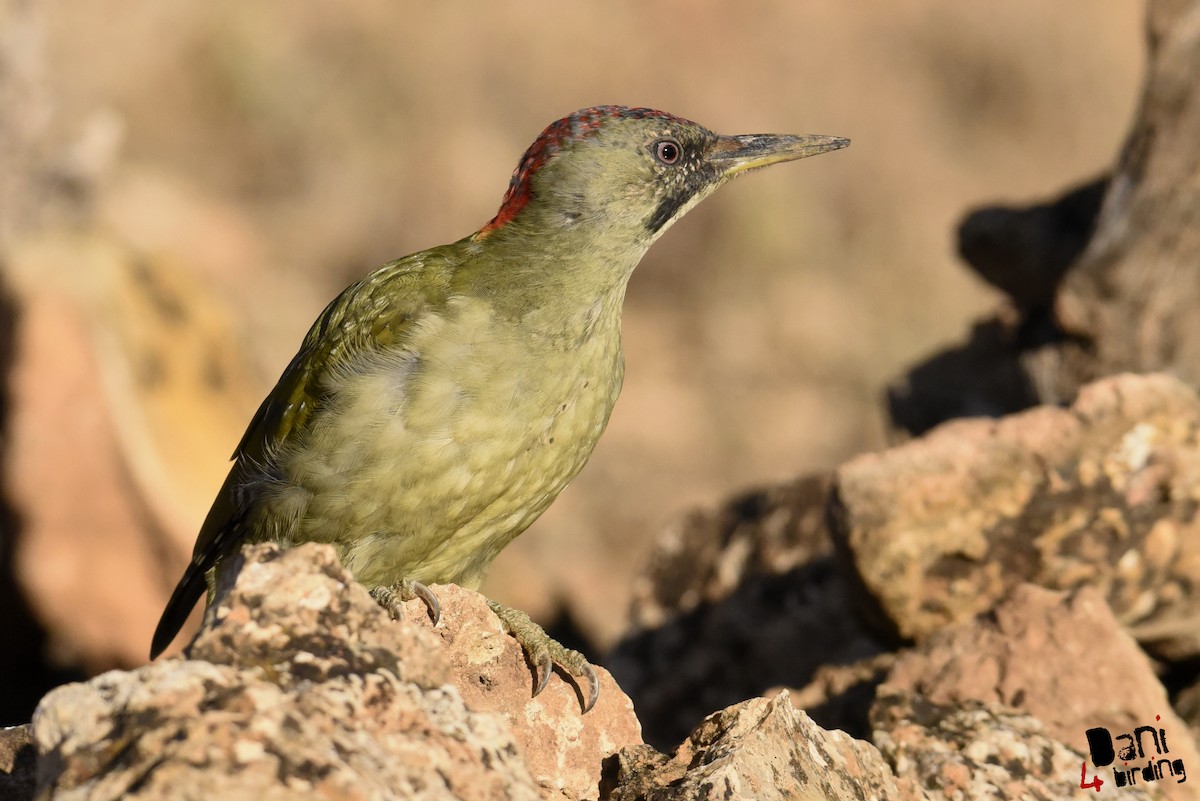 Iberian Green Woodpecker - ML278920261
