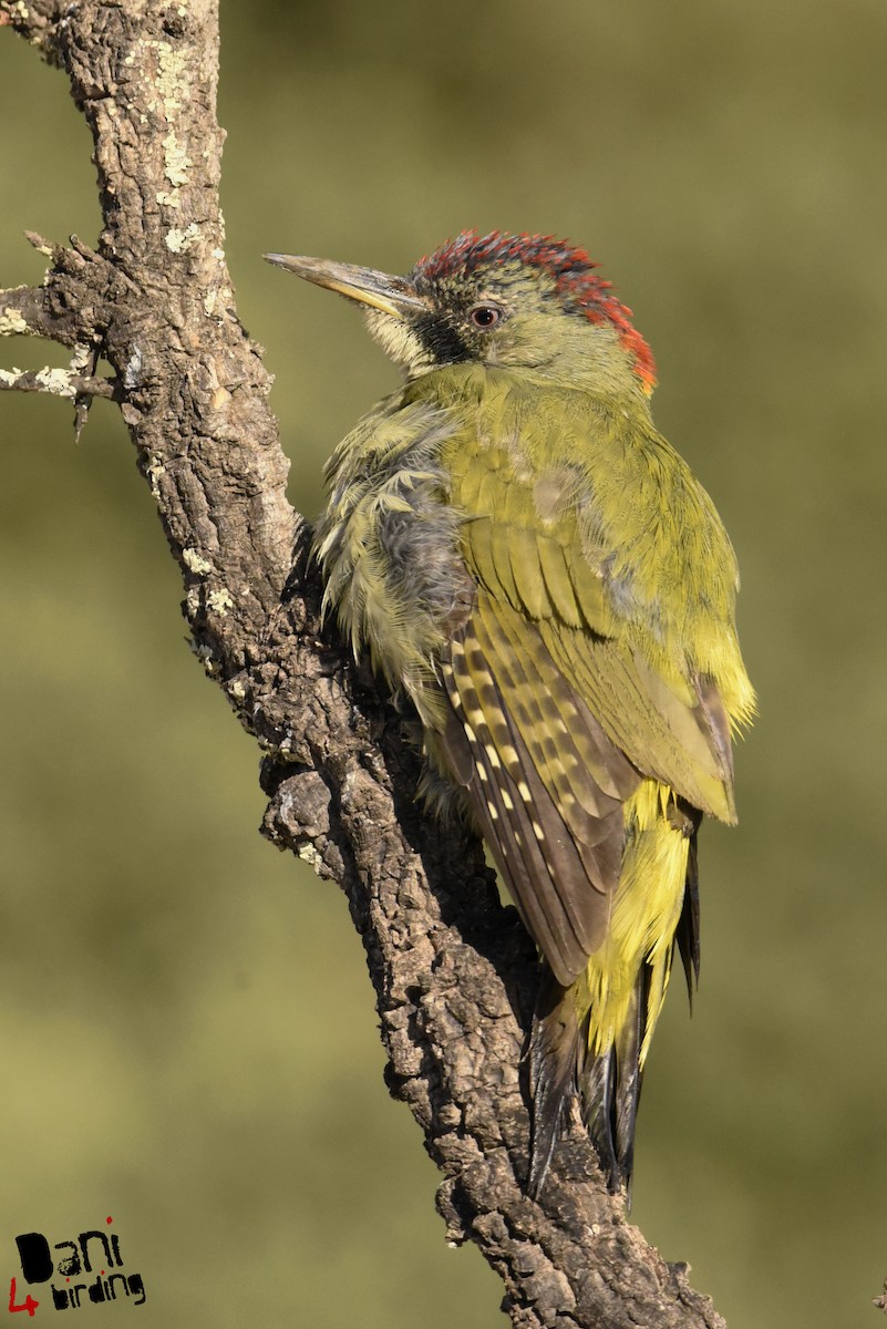 Iberian Green Woodpecker - ML278920271
