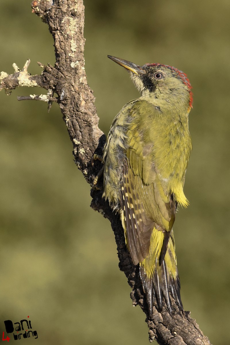 Iberian Green Woodpecker - ML278920281
