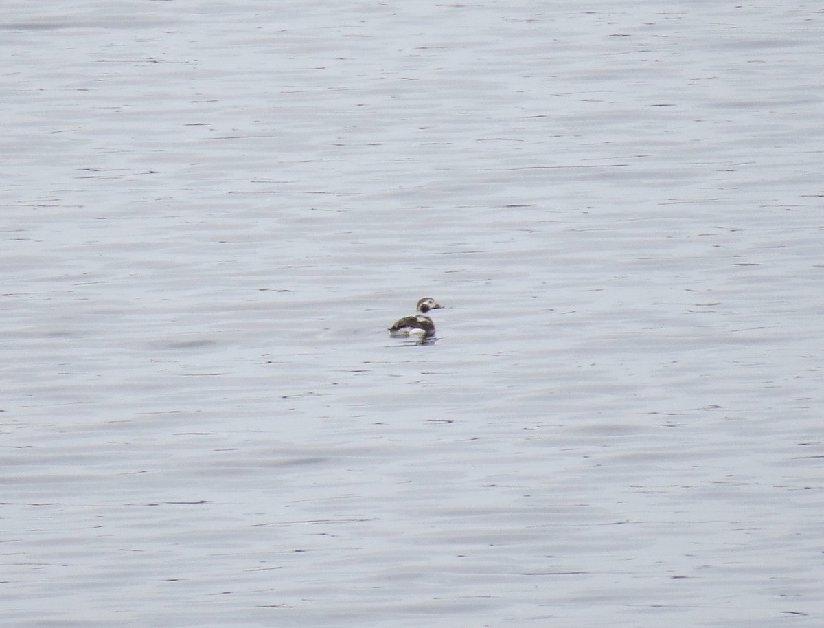 Long-tailed Duck - ML27892391