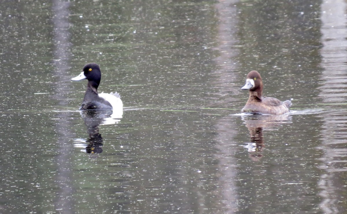 Greater Scaup - ML27892541