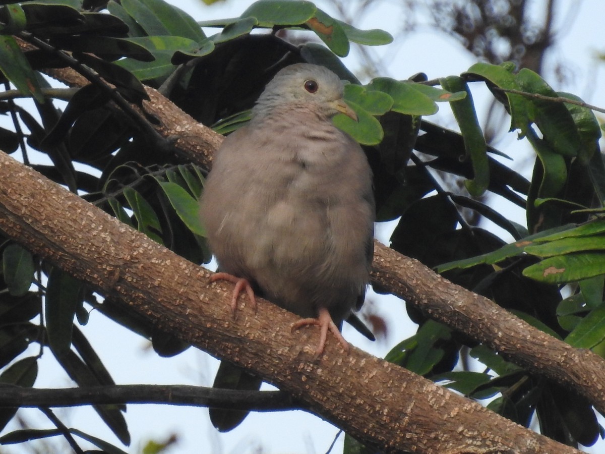Plain-breasted Ground Dove - Daniel Garrigues