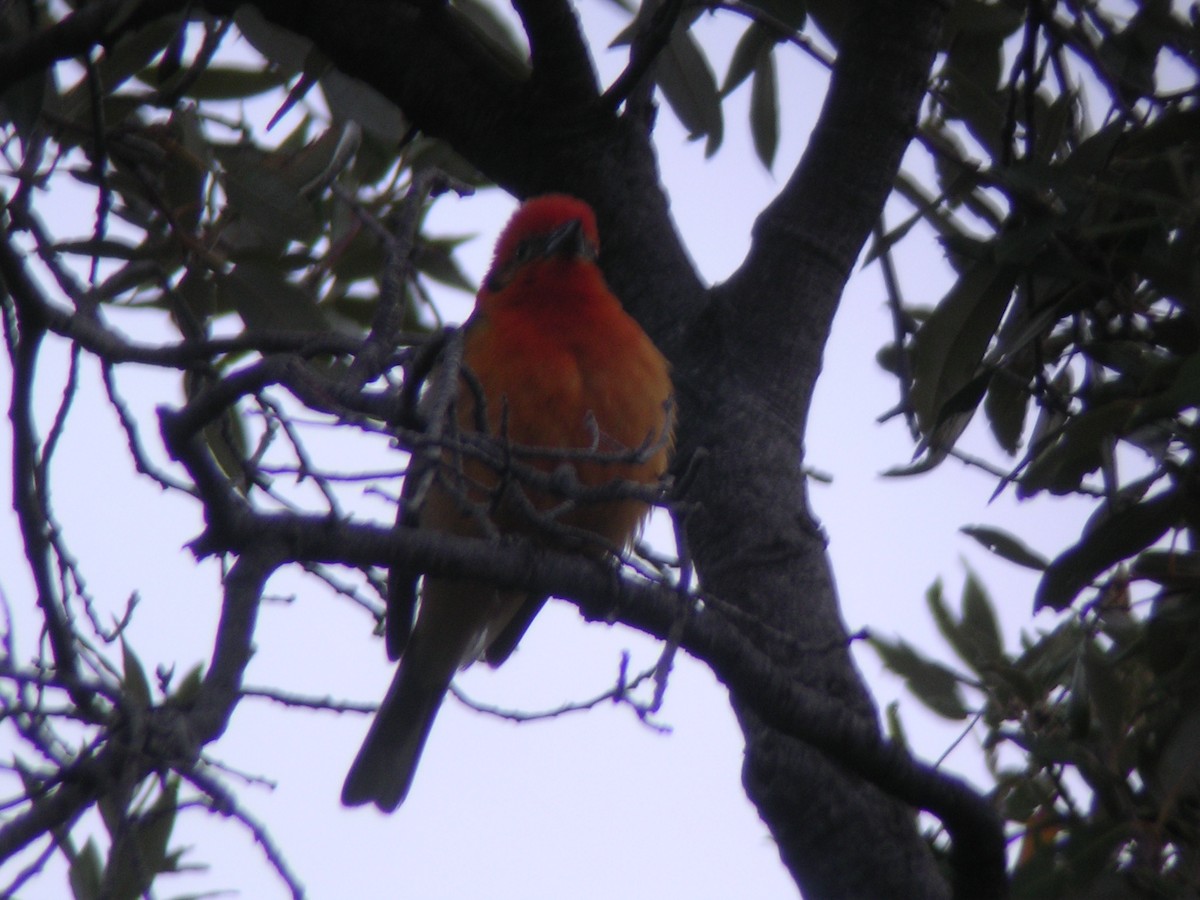 Flame-colored Tanager - ML278931201
