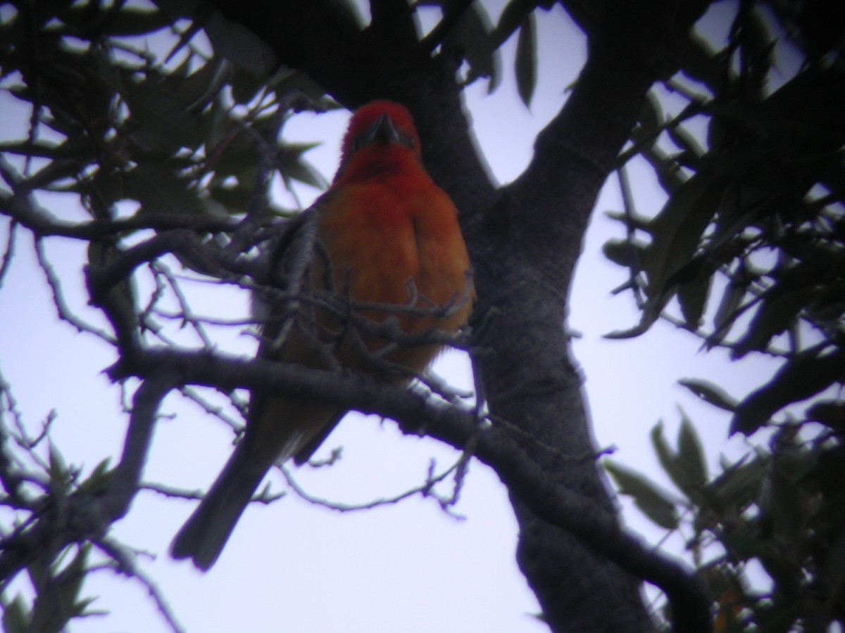 Flame-colored Tanager - ML278931241