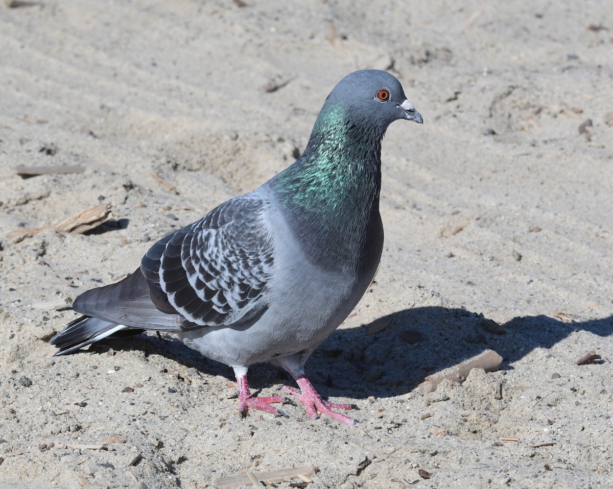 Rock Pigeon (Feral Pigeon) - Don Hoechlin