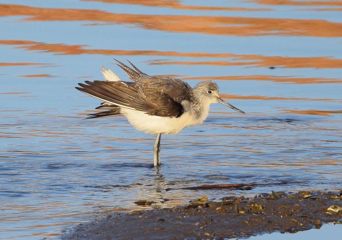 Common Greenshank - A Emmerson