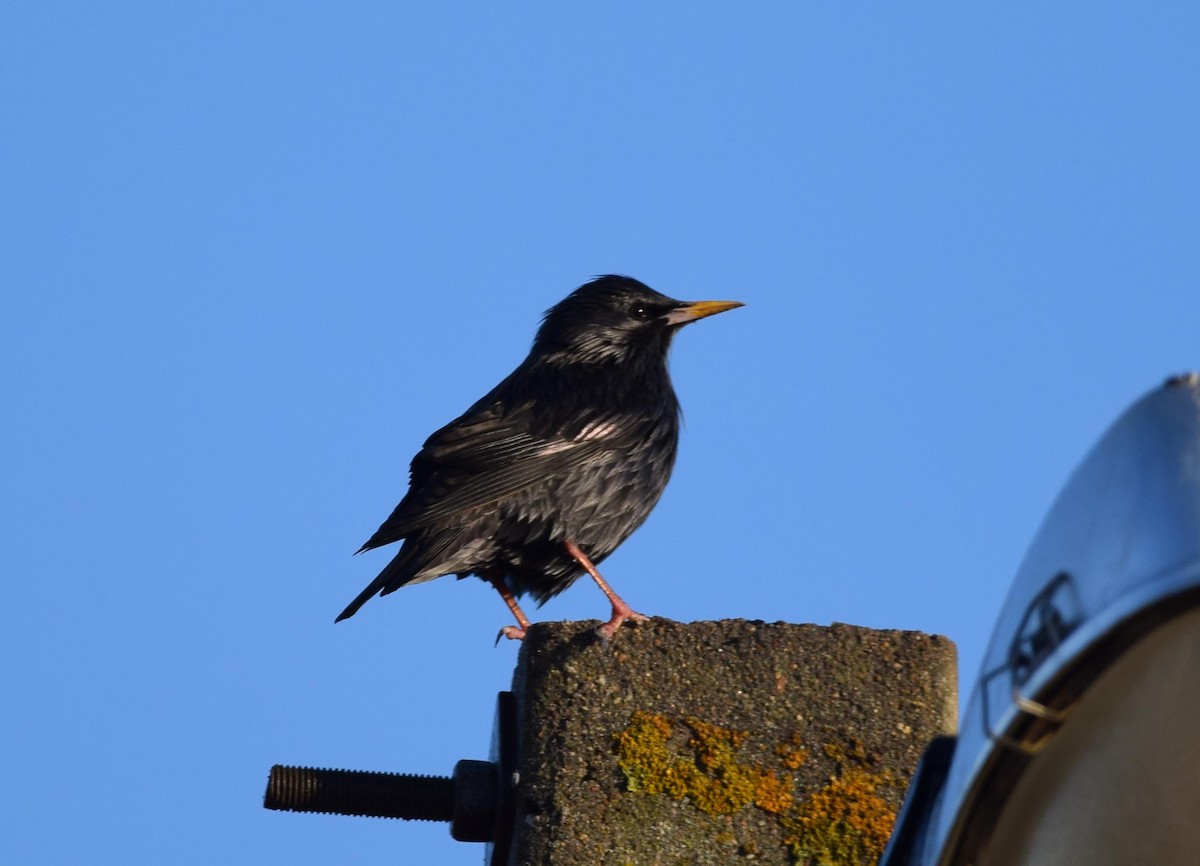 Spotless Starling - A Emmerson
