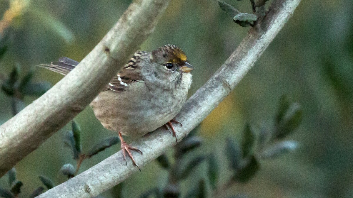 Golden-crowned Sparrow - ML278948421