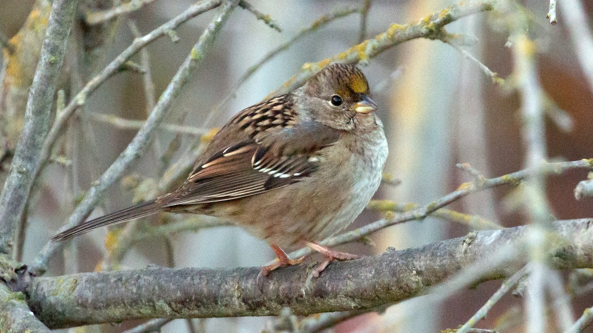Golden-crowned Sparrow - ML278948441