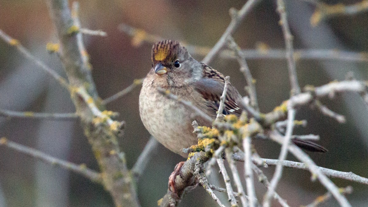 Golden-crowned Sparrow - ML278948471