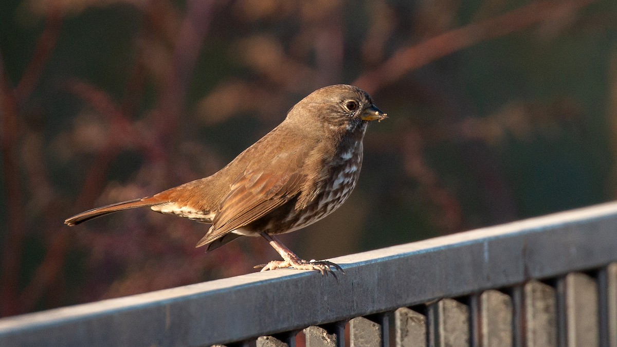 Fox Sparrow (Sooty) - ML278948631