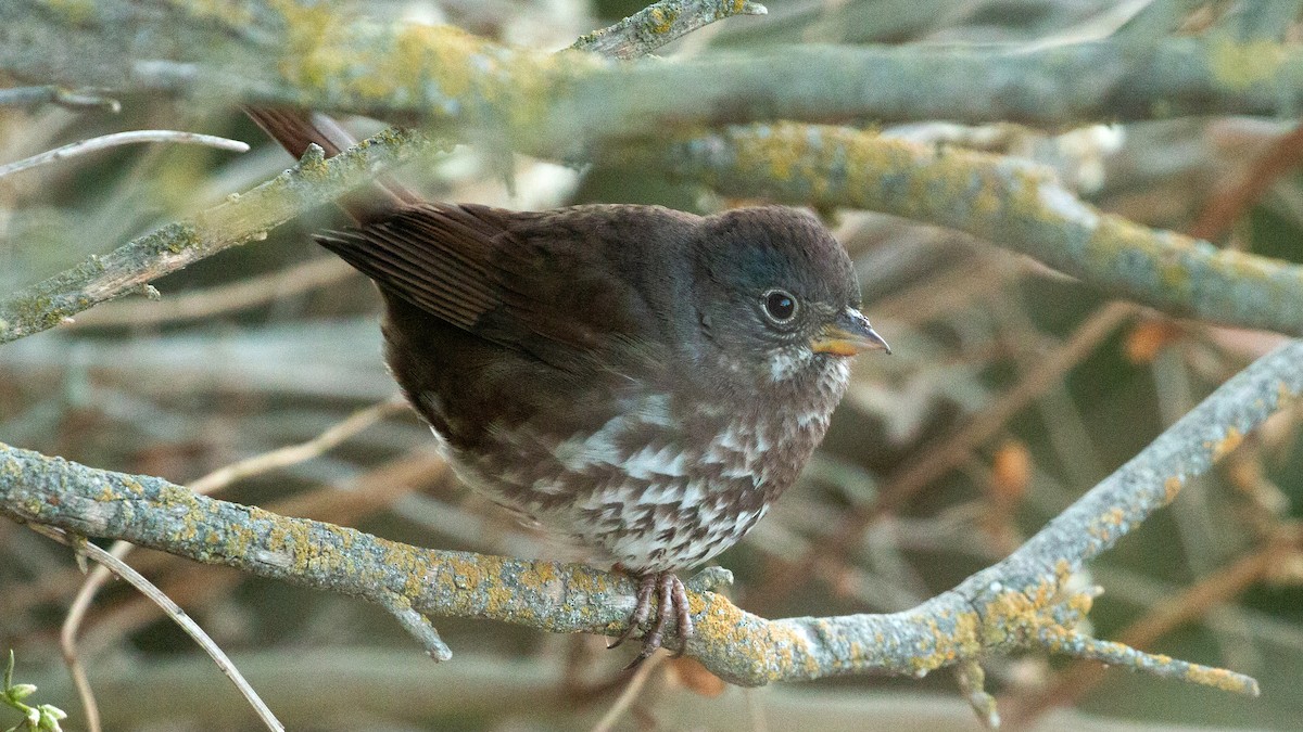 Fox Sparrow (Sooty) - ML278948741