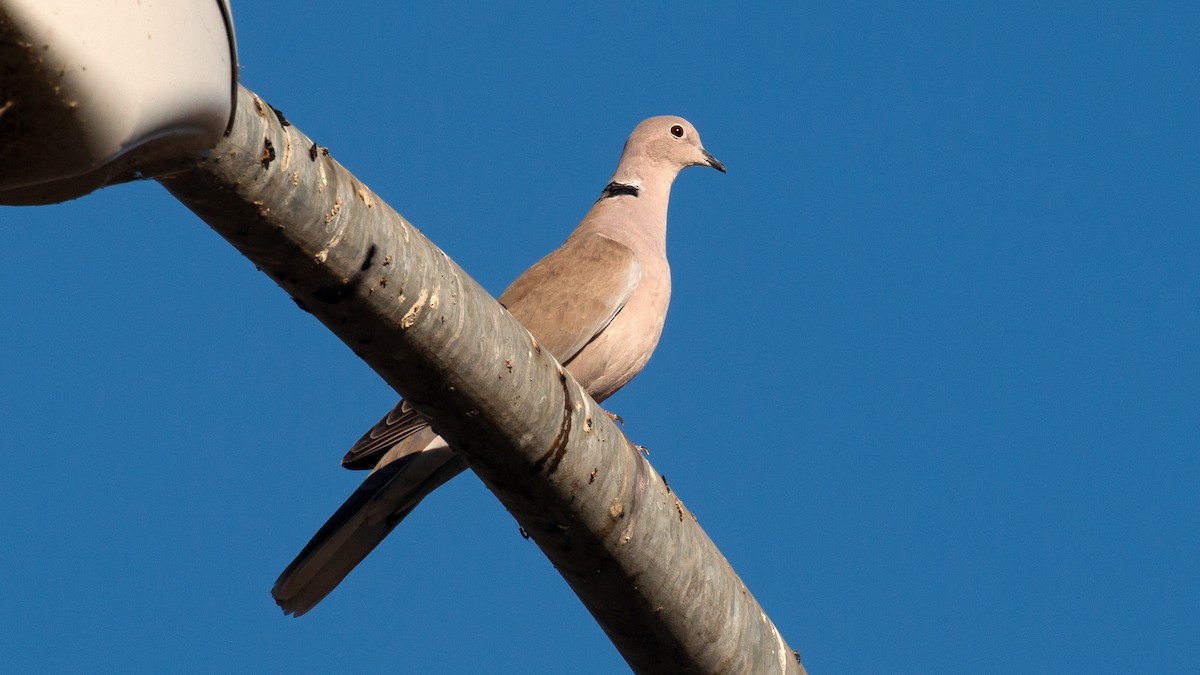 Eurasian Collared-Dove - ML278949051
