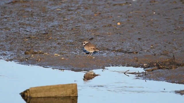 Common Ringed Plover - ML278950401