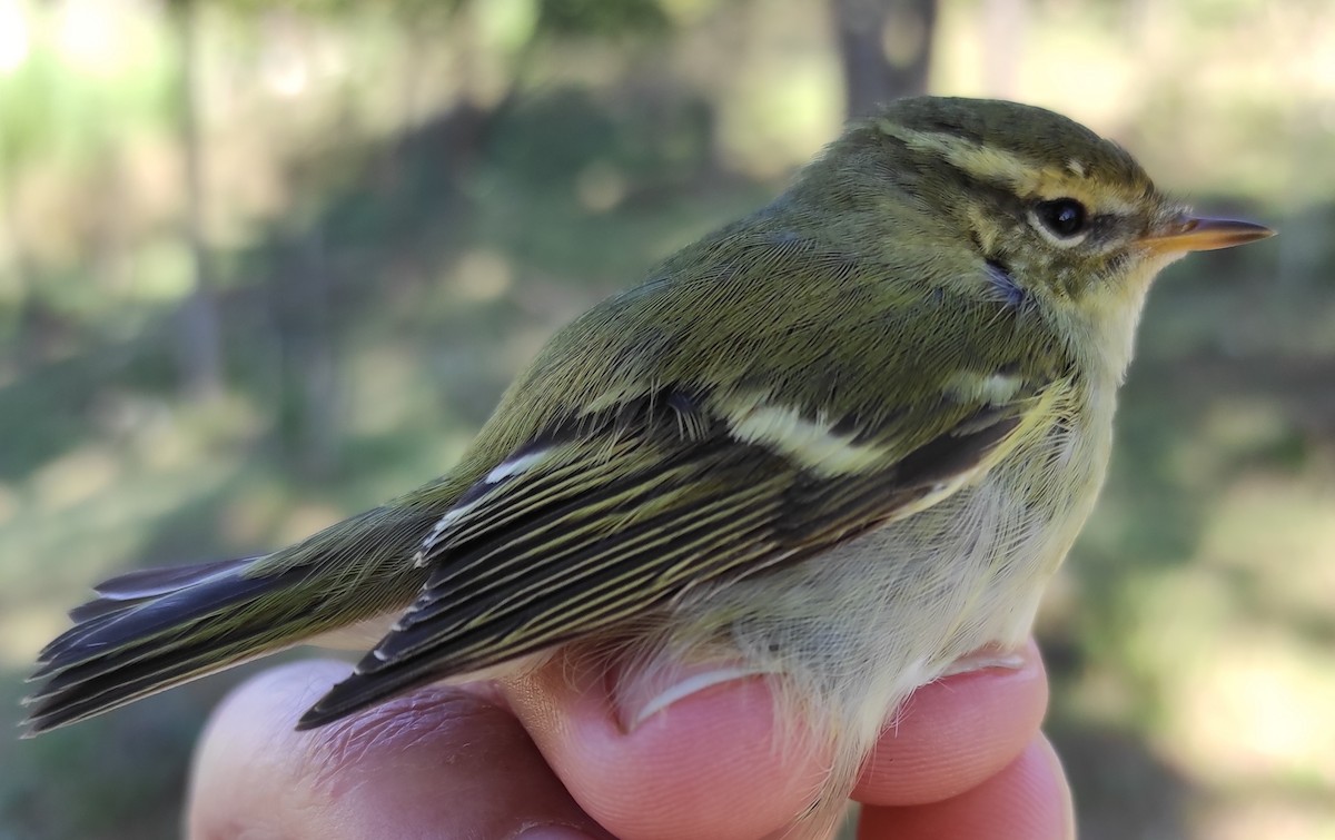 Yellow-browed Warbler - ML278951191