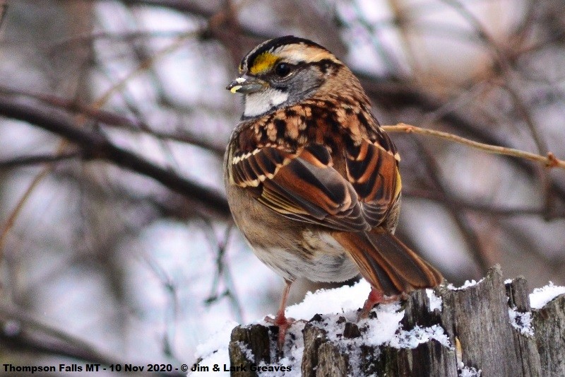 White-throated Sparrow - ML278951871