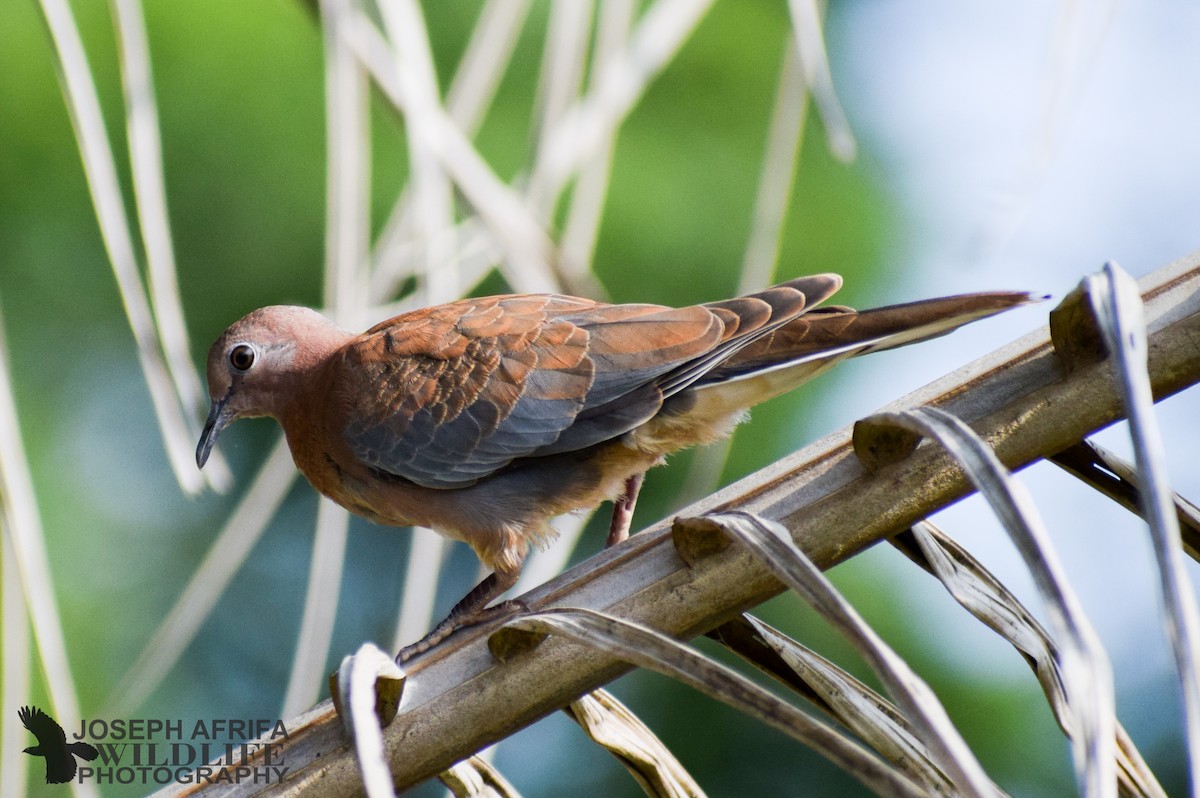 Laughing Dove - ML278957751