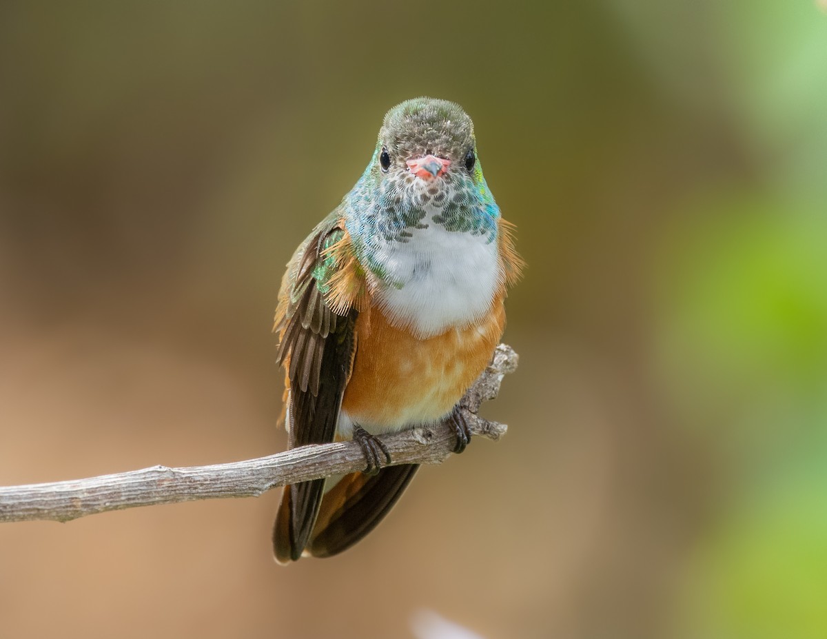 Amazilia Hummingbird - ML278968121