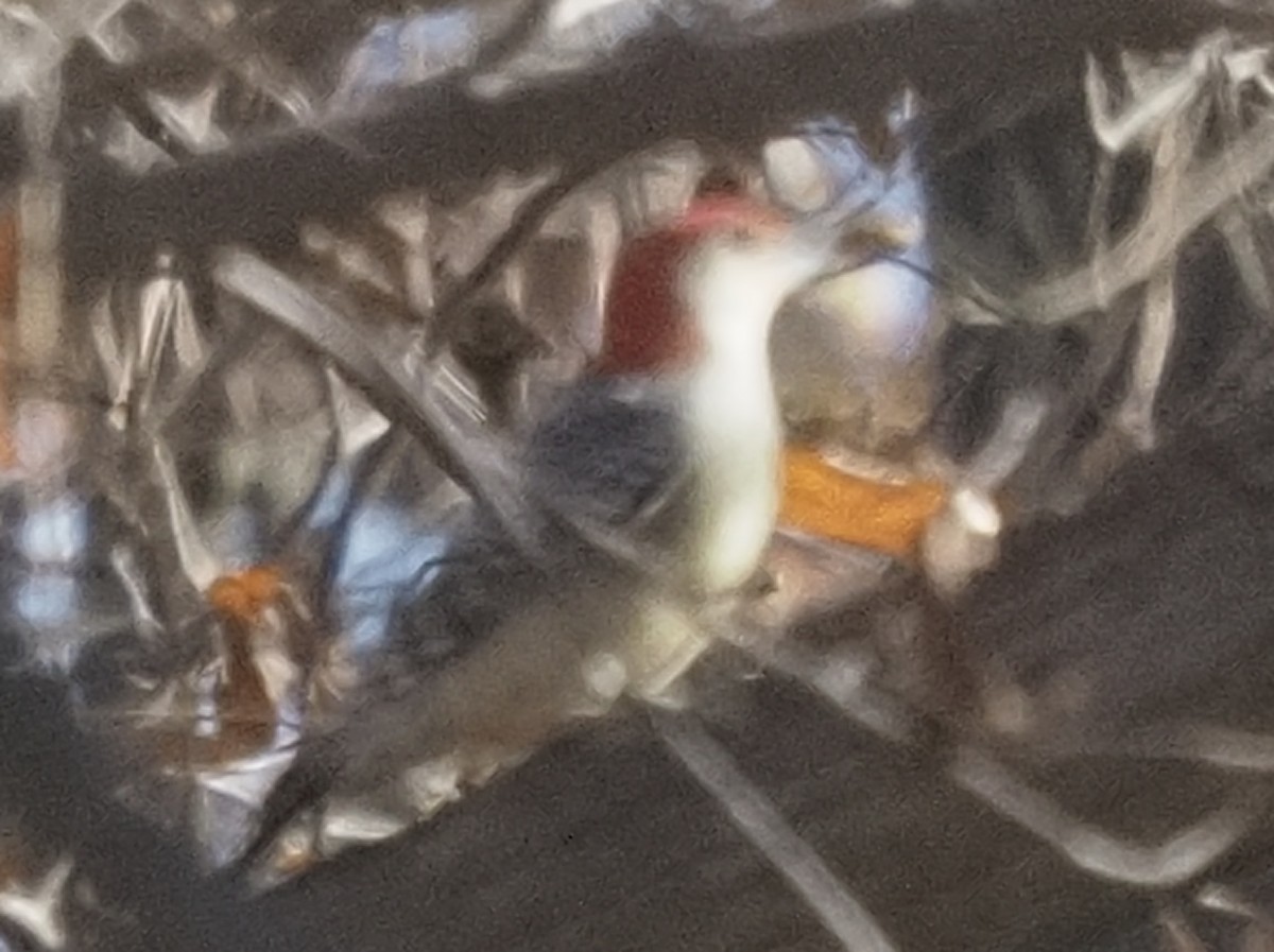 Red-bellied Woodpecker - ML278971961