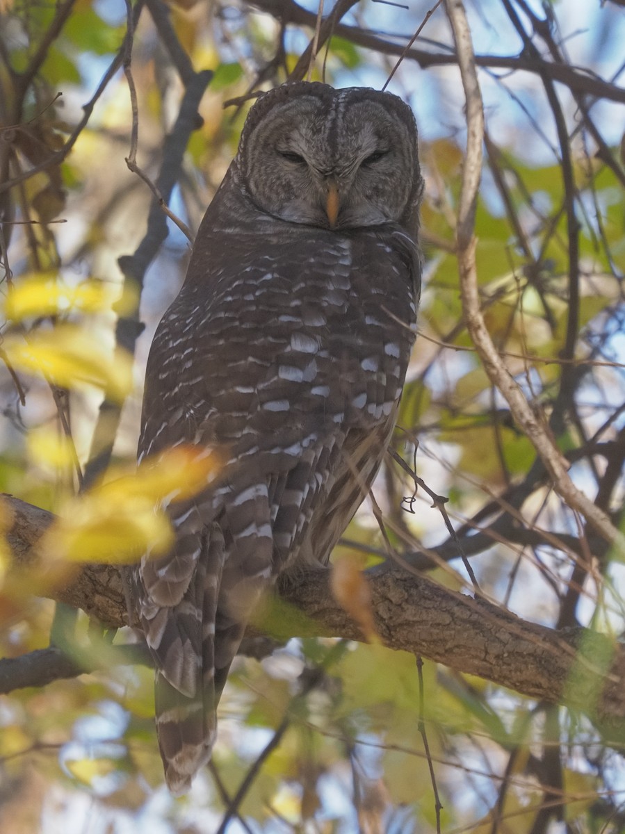 Barred Owl - ML278972141