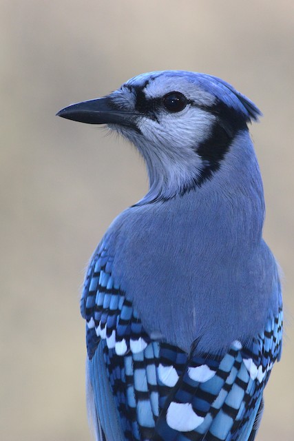 Blue Jay - Vermont eBird