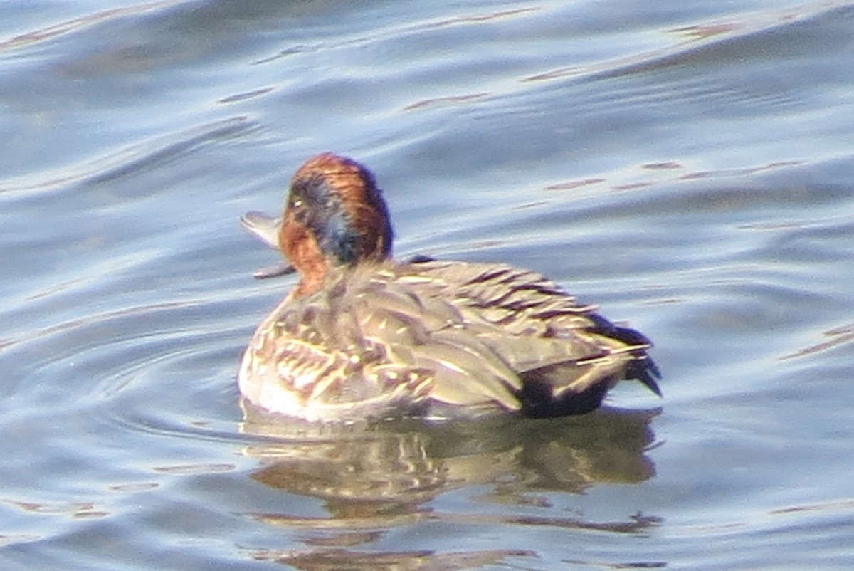 Green-winged Teal - ML278984051