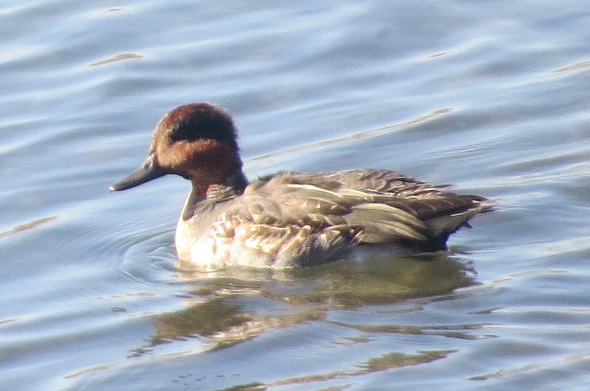 Green-winged Teal - ML278984061