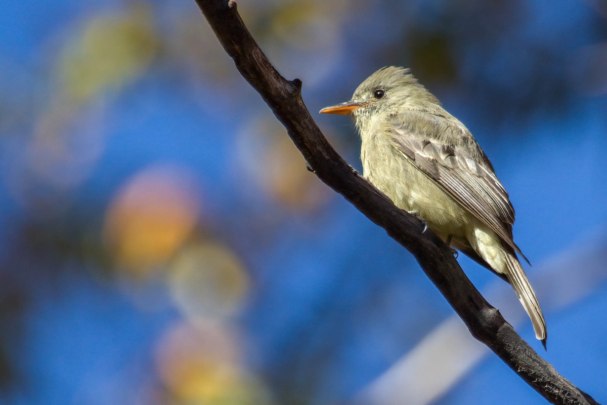 Greater Pewee - ML278996051