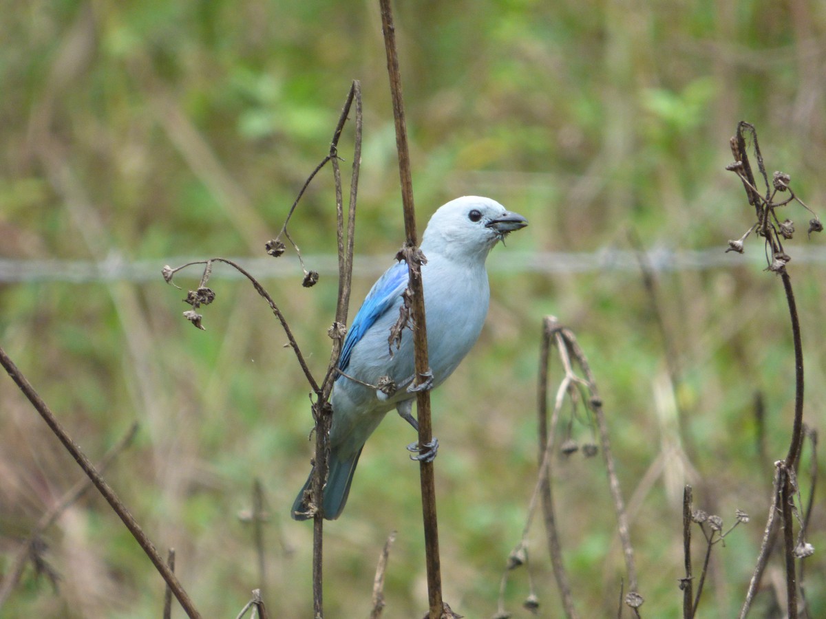 Blue-gray Tanager - ML278997321