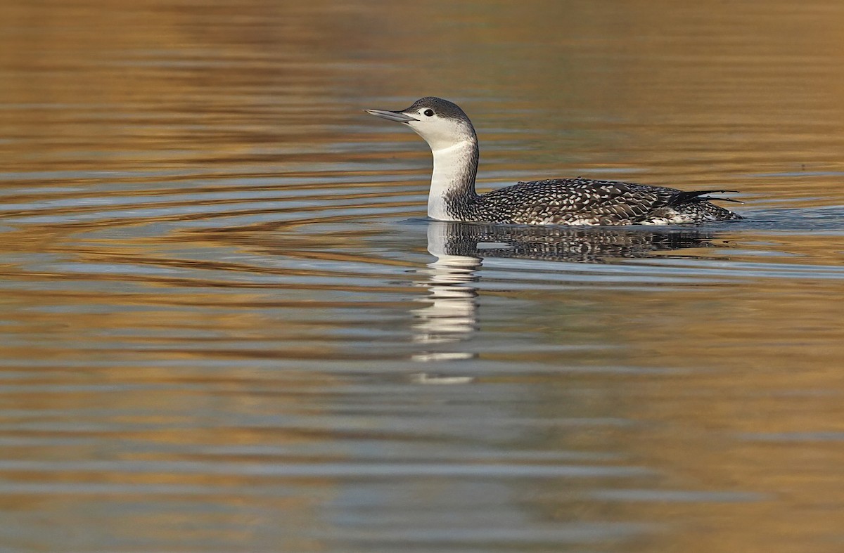 Red-throated Loon - Robert Hutchinson