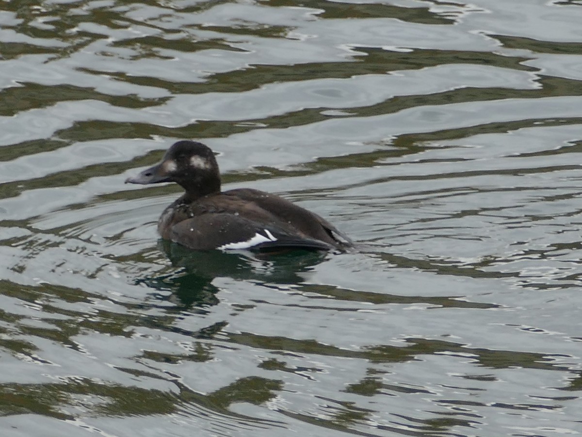 White-winged Scoter - Neal Hinds