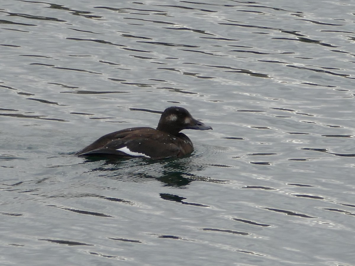 White-winged Scoter - Neal Hinds