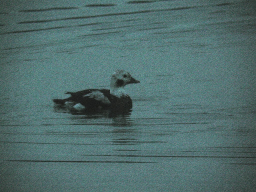 Long-tailed Duck - ML279007531