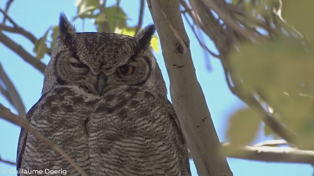 Lesser Horned Owl - ML279008901