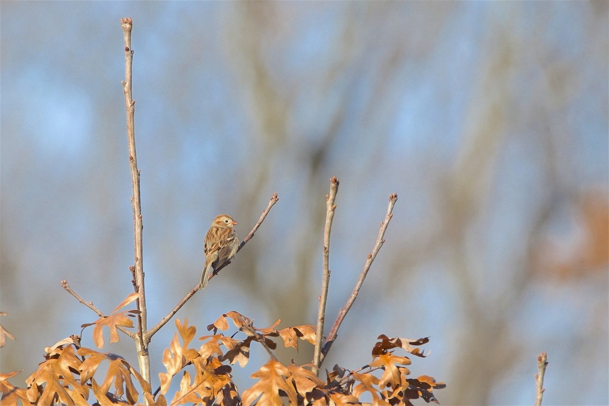 Field Sparrow - ML279009701