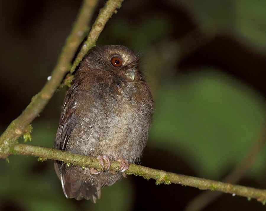 Long-whiskered Owlet - Carlos Calle Quispe