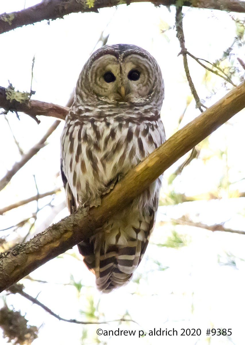 Barred Owl - ML279018171