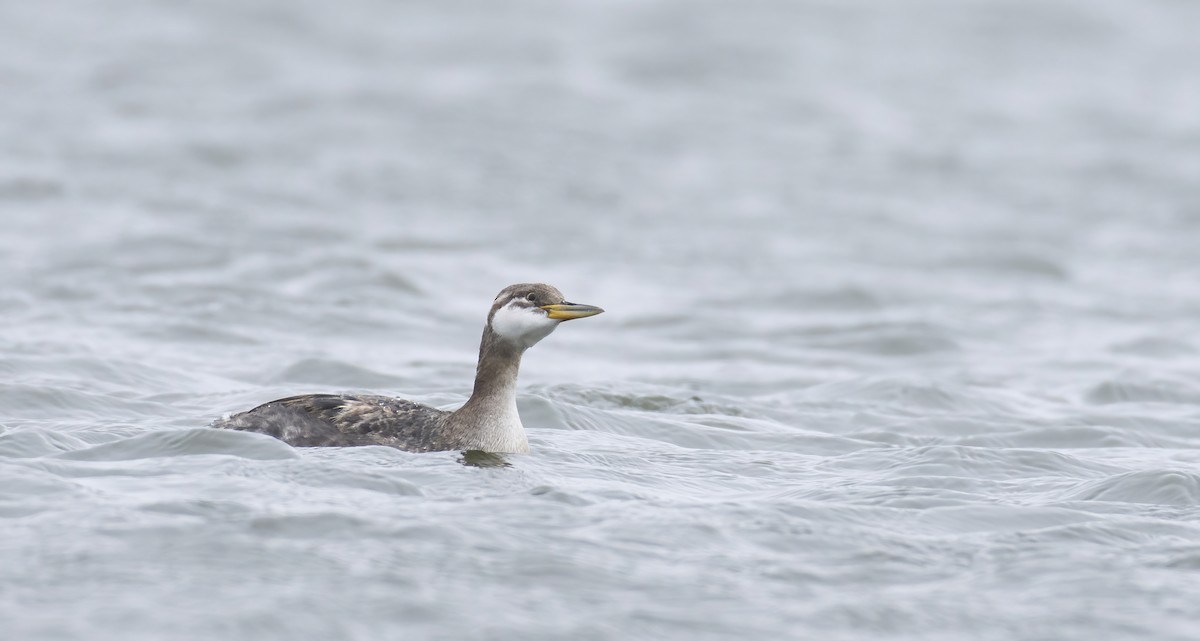 Red-necked Grebe - ML279020571