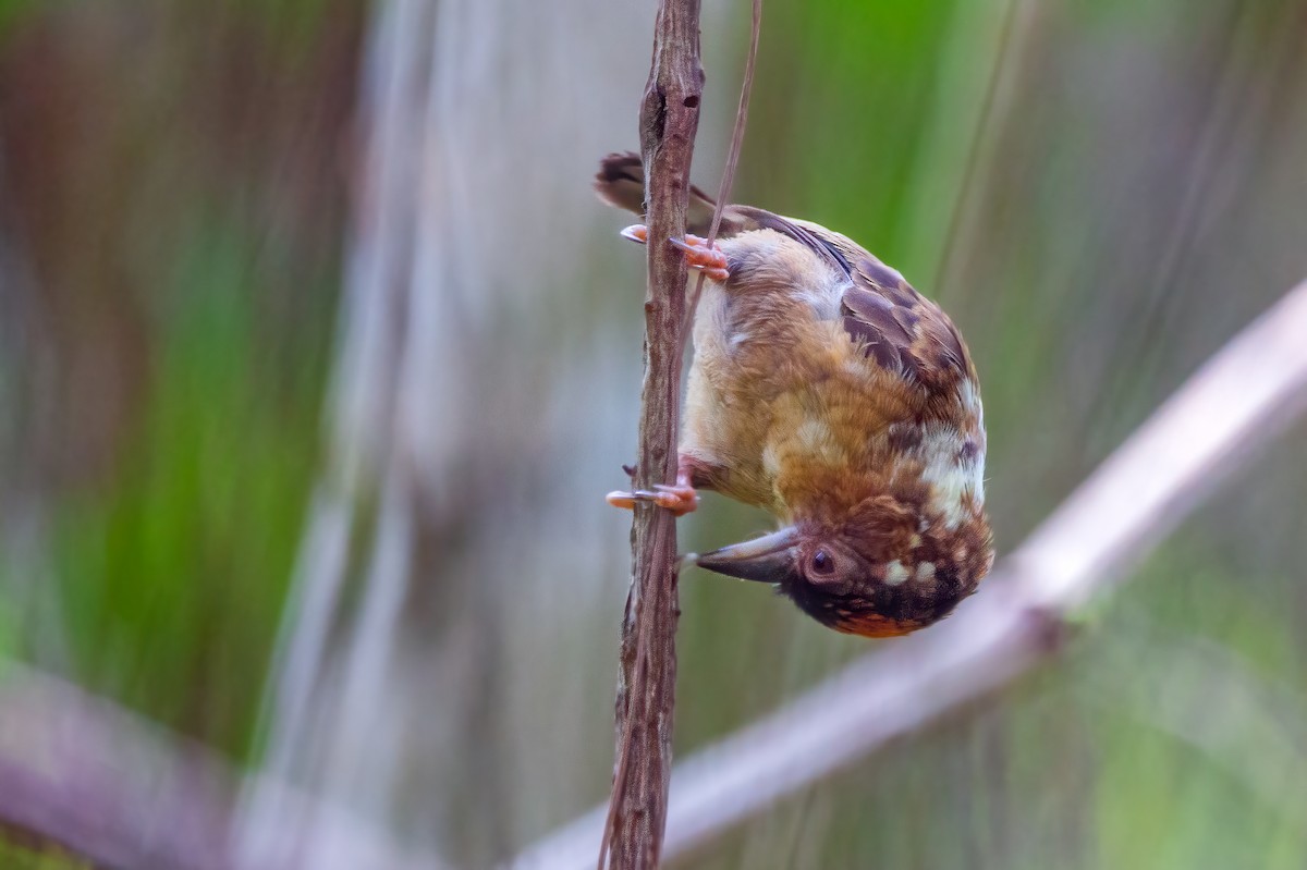 Rusty-necked Piculet - ML279020921