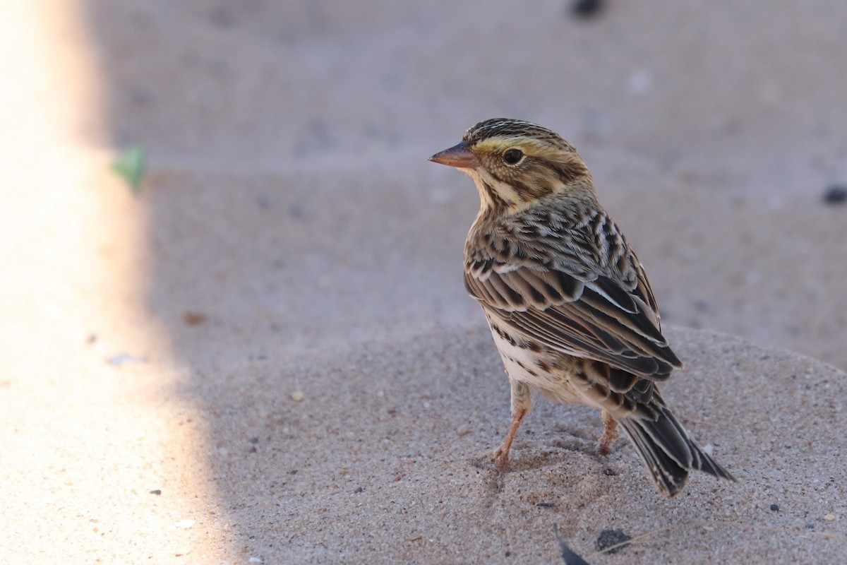 Savannah Sparrow - ML279023331